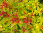 Spiraea japonica 'Golden Princess' - Bright gold foliage and red flowers